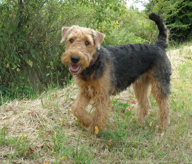 Photo d'Airedale terrier