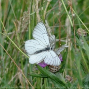 Photo de Papillon