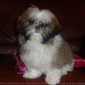 Photo de Shih tzu