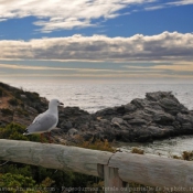 Photo de Mouette