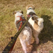 Photo de Fox terrier  poil dur