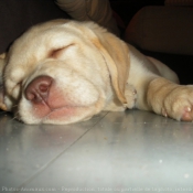 Photo de Labrador retriever