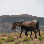 Photo de Mustang