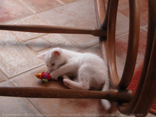 Photo de Chat domestique