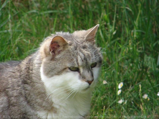 Photo de Chat domestique