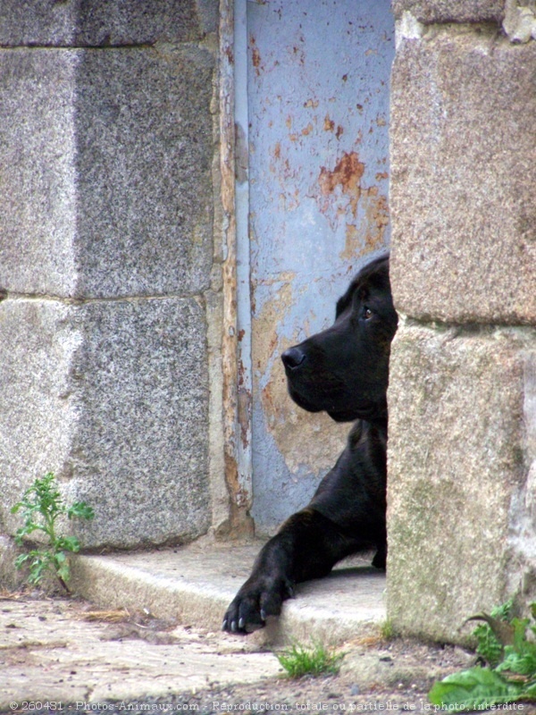 Photo de Rottweiler