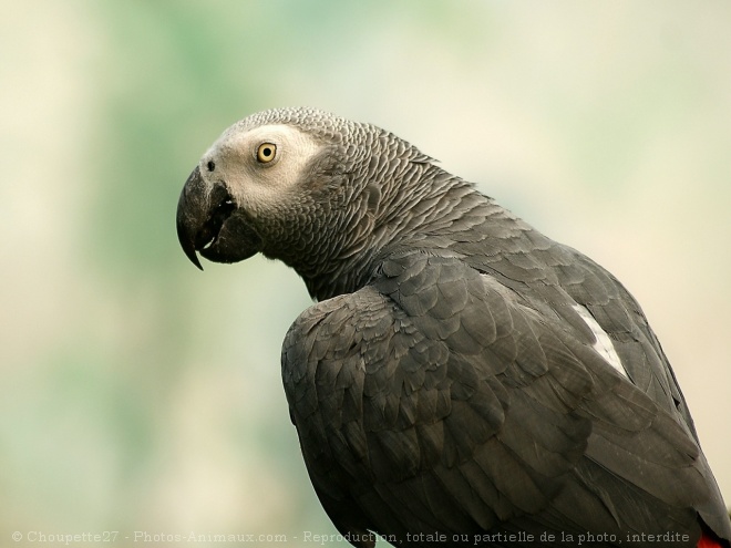 Photo de Perroquet - gris du gabon