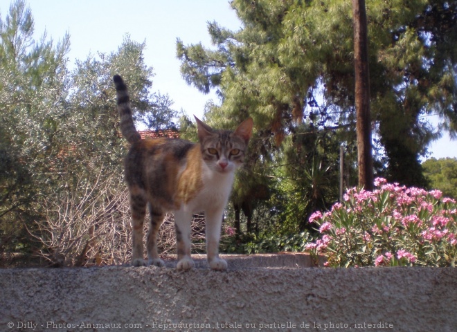 Photo de Chat domestique