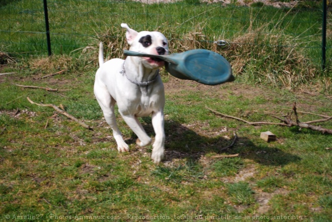 Photo de Dogue argentin