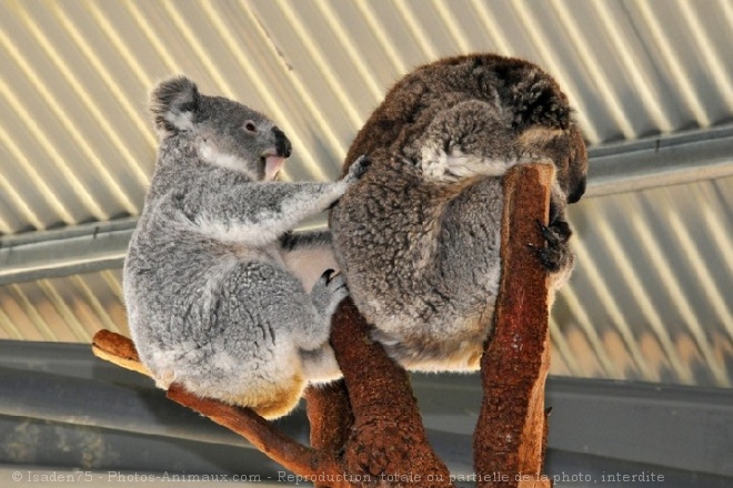 Photo de Koala