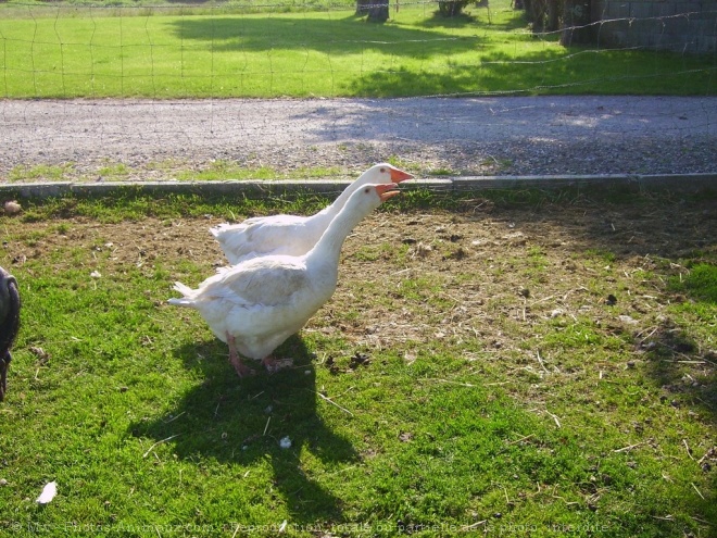 Photo d'Oie blanche