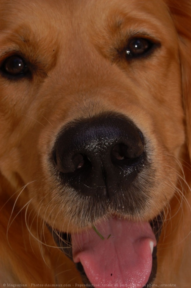 Photo de Golden retriever