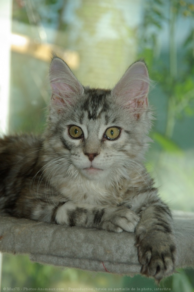 Photo de Maine coon