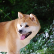 Photo d'Akita inu