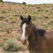 Photo de Mustang