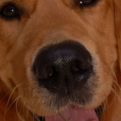 Photo de Golden retriever