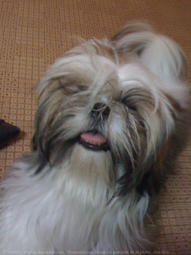 Photo de Shih tzu