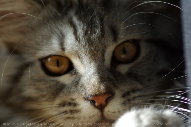 Photo de Maine coon