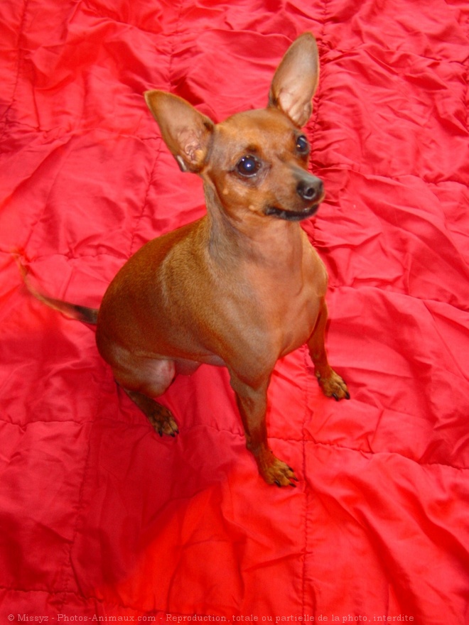 Photo de Pinscher nain