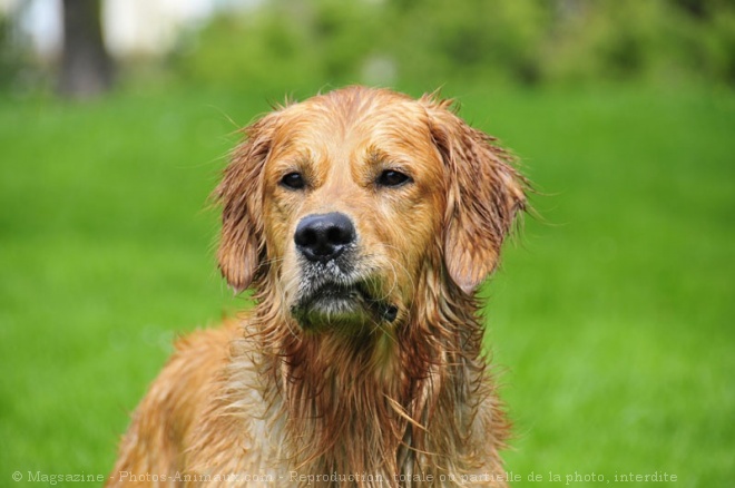 Photo de Golden retriever