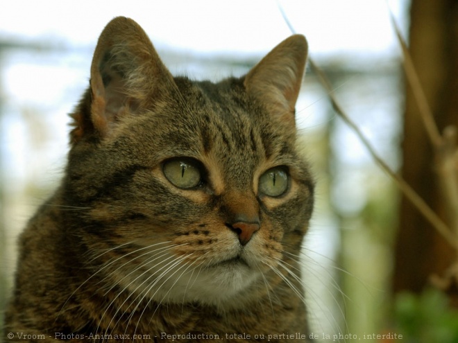 Photo de Chat domestique