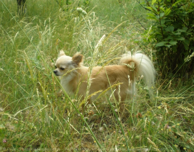 Photo de Chihuahua  poil long