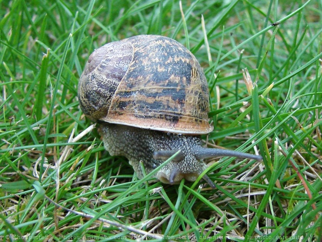 Photo d'Escargot