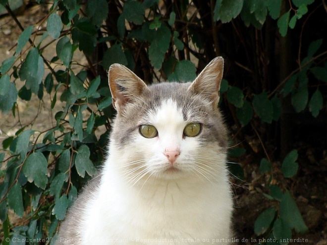 Photo de Chat domestique