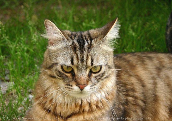 Photo de Chat domestique