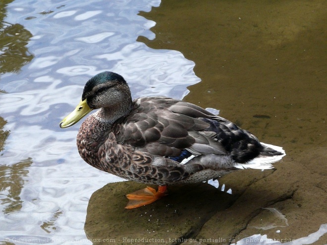 Photo de Canard colvert