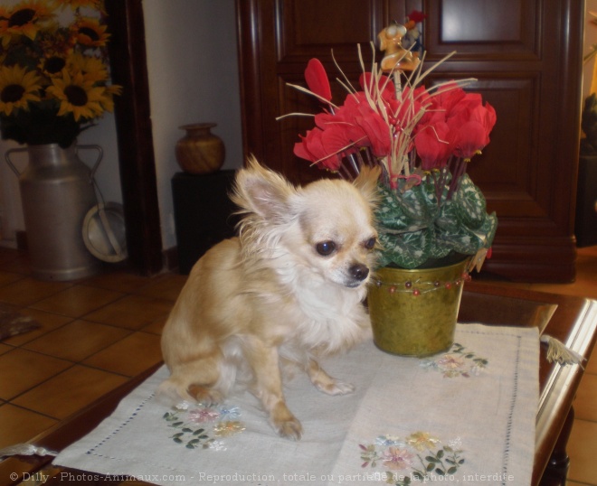 Photo de Chihuahua  poil long