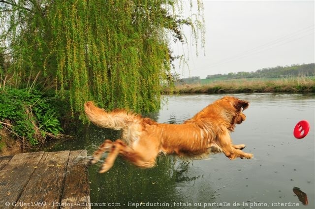 Photo de Golden retriever