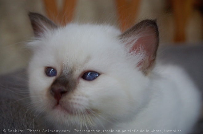 Photo de Sacr de birmanie