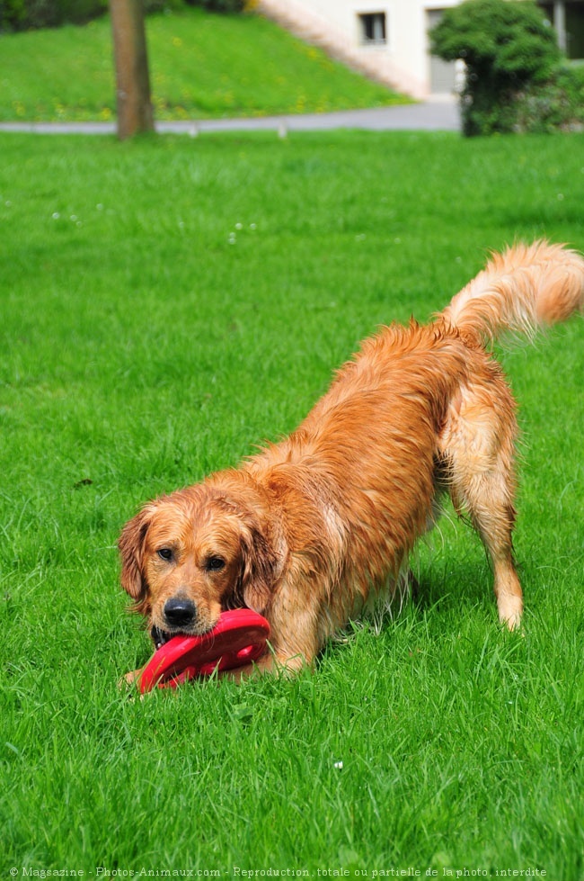 Photo de Golden retriever