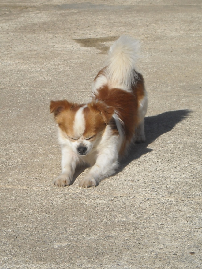 Photo de Chihuahua  poil court