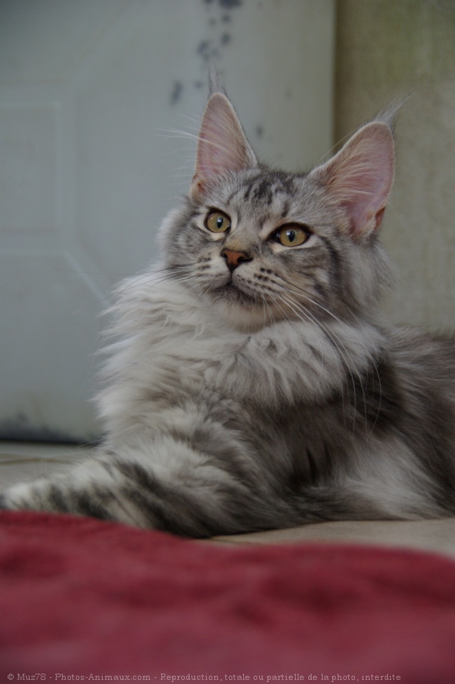 Photo de Maine coon