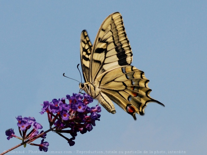 Photo de Papillon