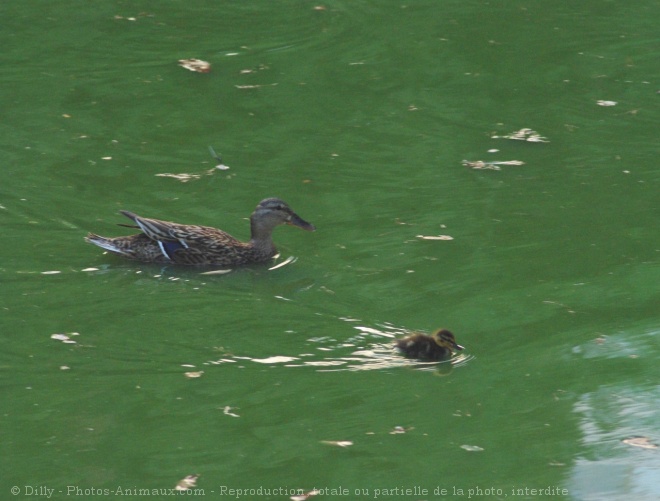 Photo de Canard colvert