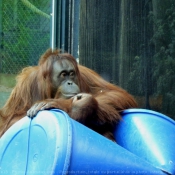 Photo d'Orang-outan