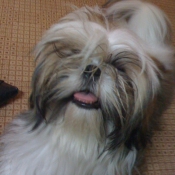 Photo de Shih tzu