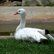 Photo de Cygne