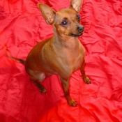 Photo de Pinscher nain