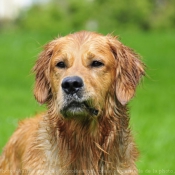 Photo de Golden retriever