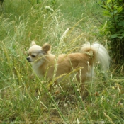 Photo de Chihuahua  poil long