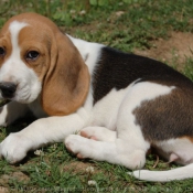 Photo de Beagle