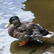 Photo de Canard colvert