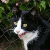 Photo de Chat domestique