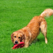 Photo de Golden retriever