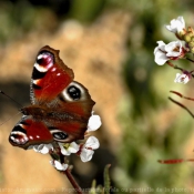 Photo de Papillon - paon du jour