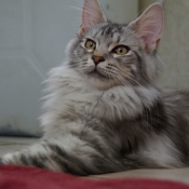 Photo de Maine coon